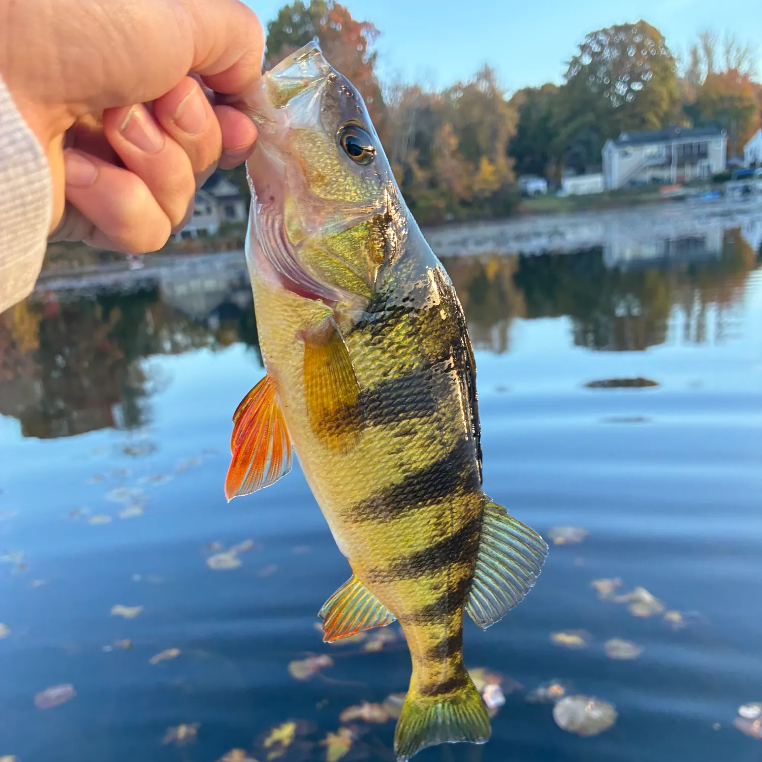 Yellow perch caught on Fishbrain
