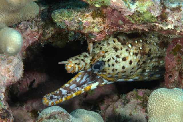 Leopard moray eel