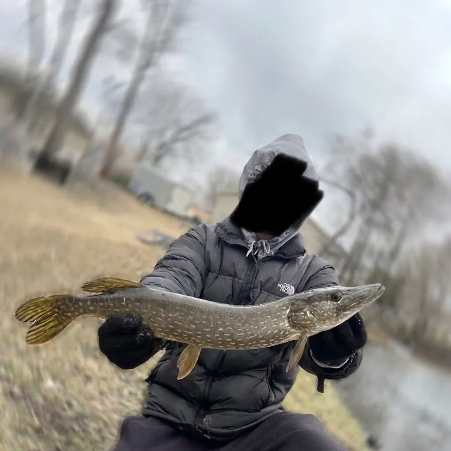 The most recent Northern pike catches on Fishbrain