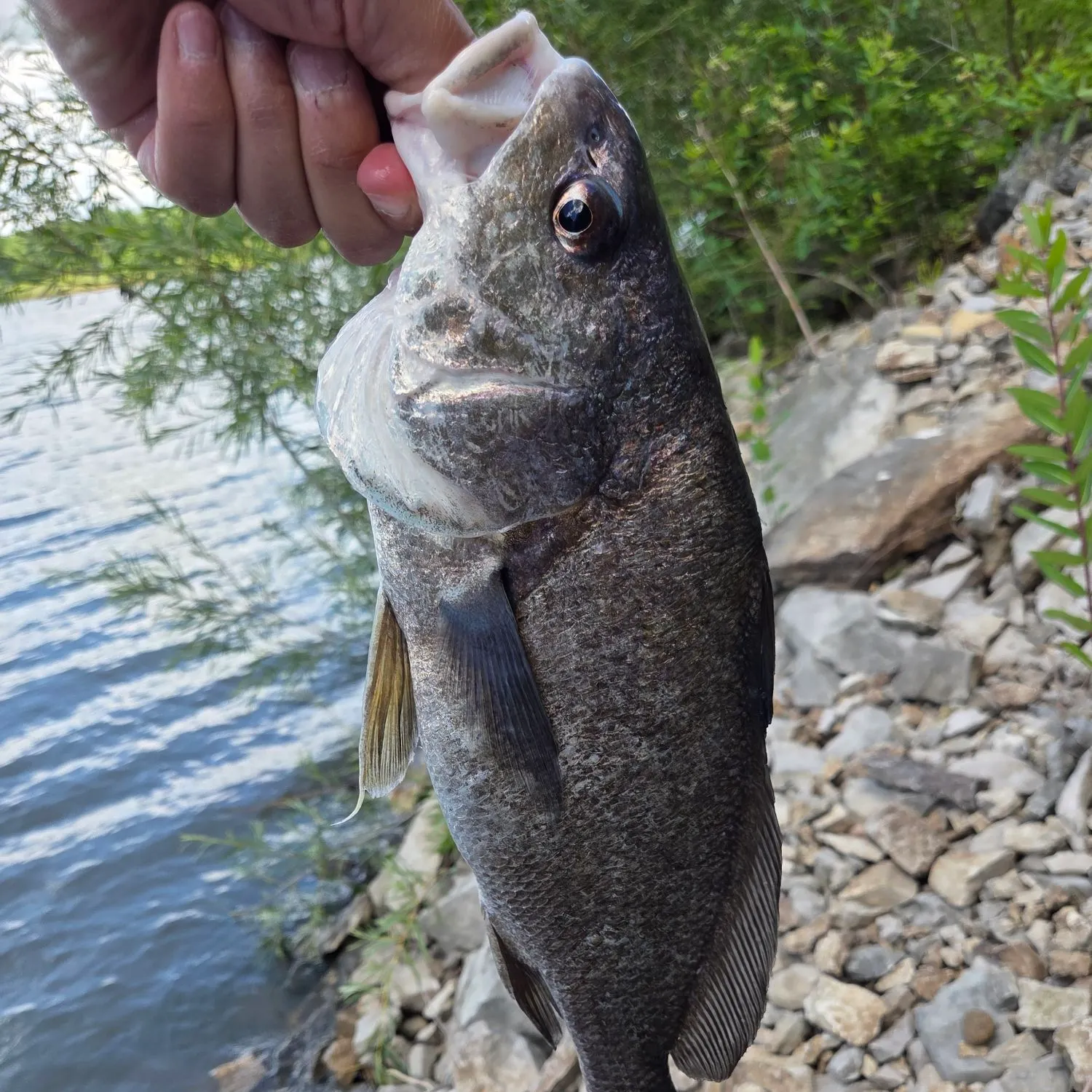 The most recent Freshwater drum catches on Fishbrain