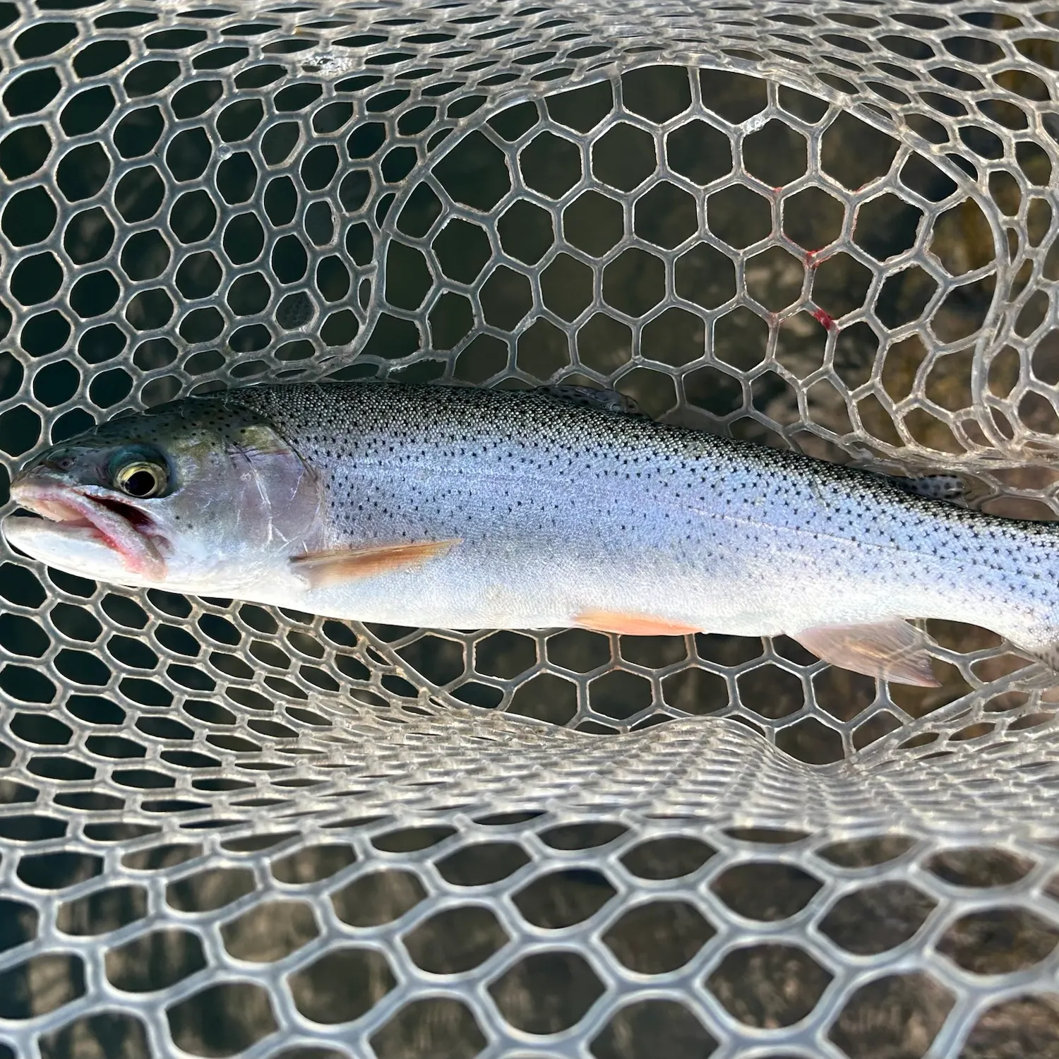 Rainbow trout caught on Fishbrain