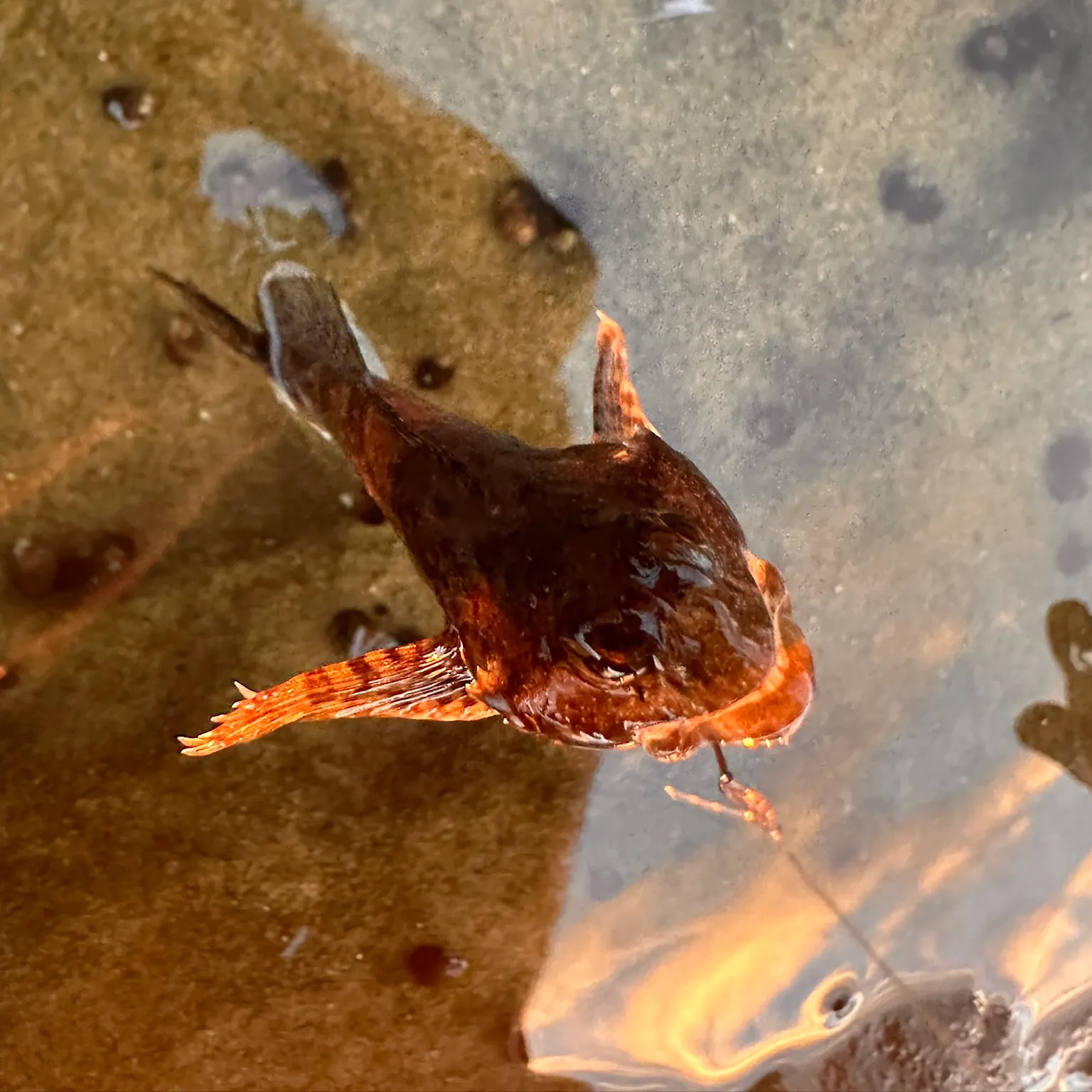 The most recent Woolly sculpin catches on Fishbrain