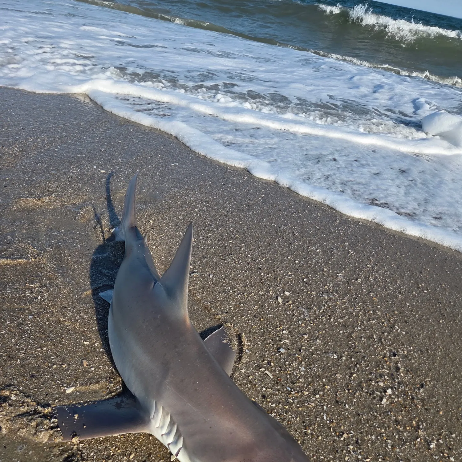 The most recent Sandbar shark catches on Fishbrain