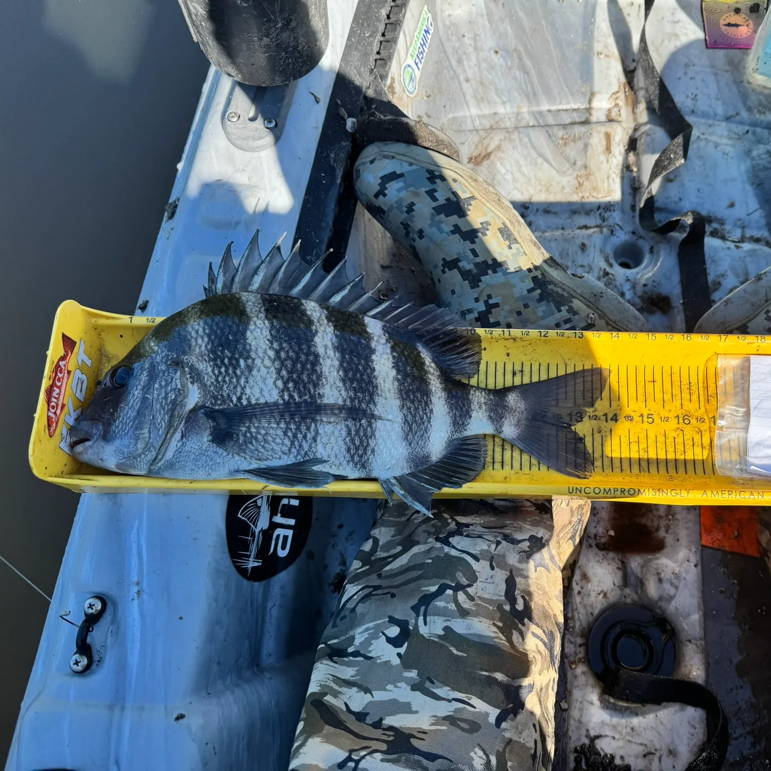 The most recent Sheepshead catches on Fishbrain