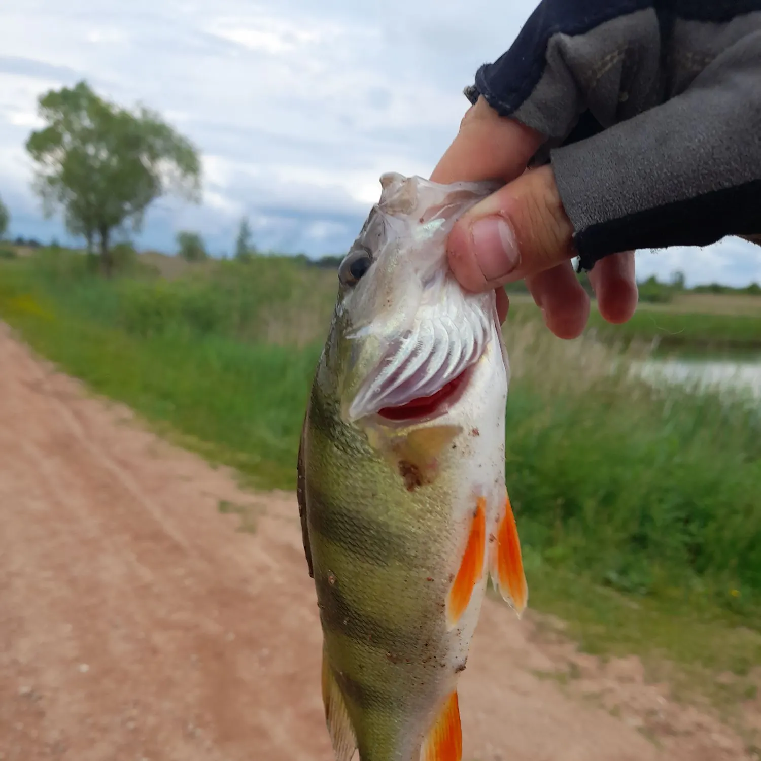 catch