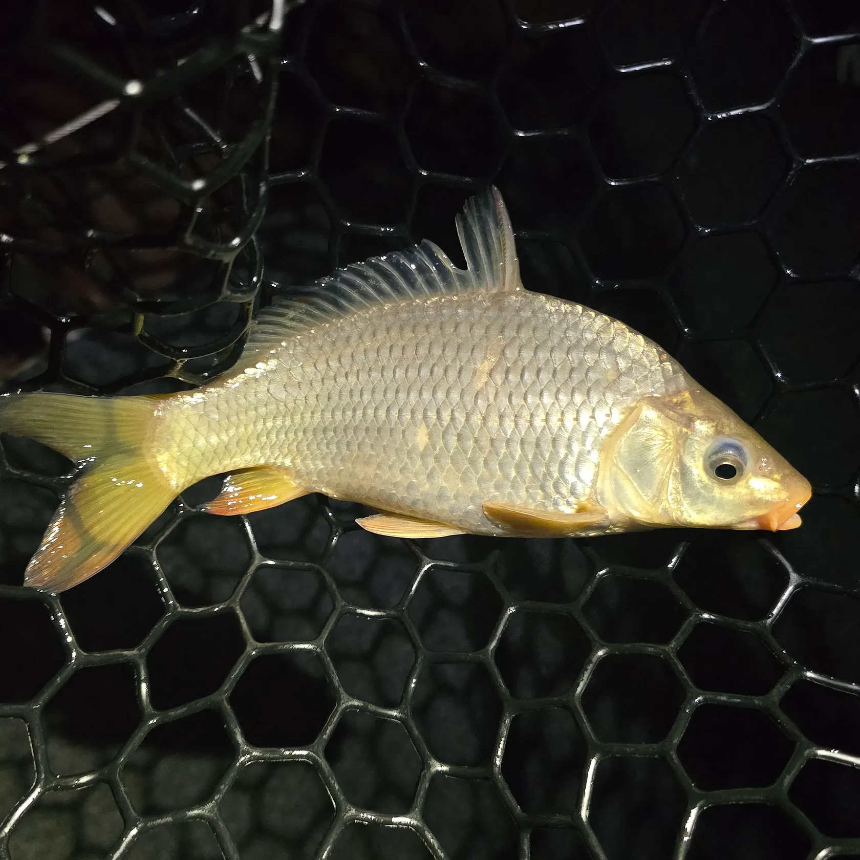 Common carp caught on Fishbrain