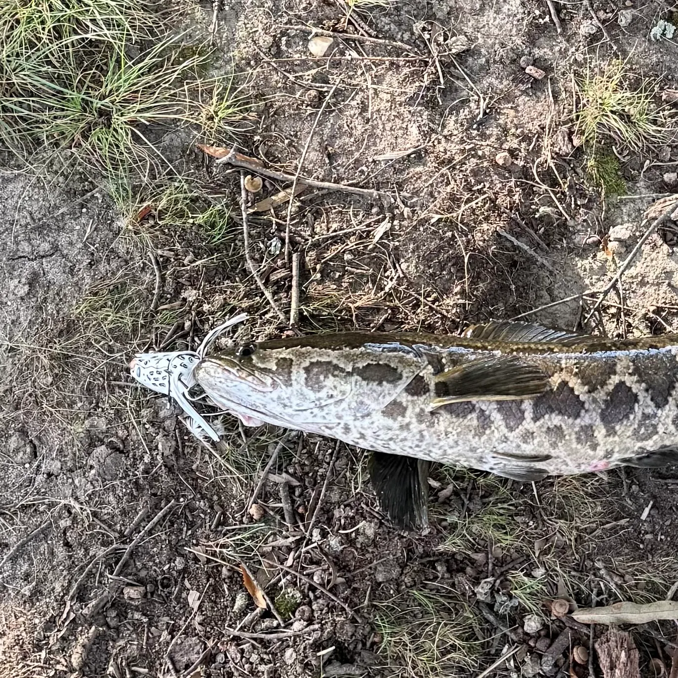 Northern snakehead caught on Fishbrain
