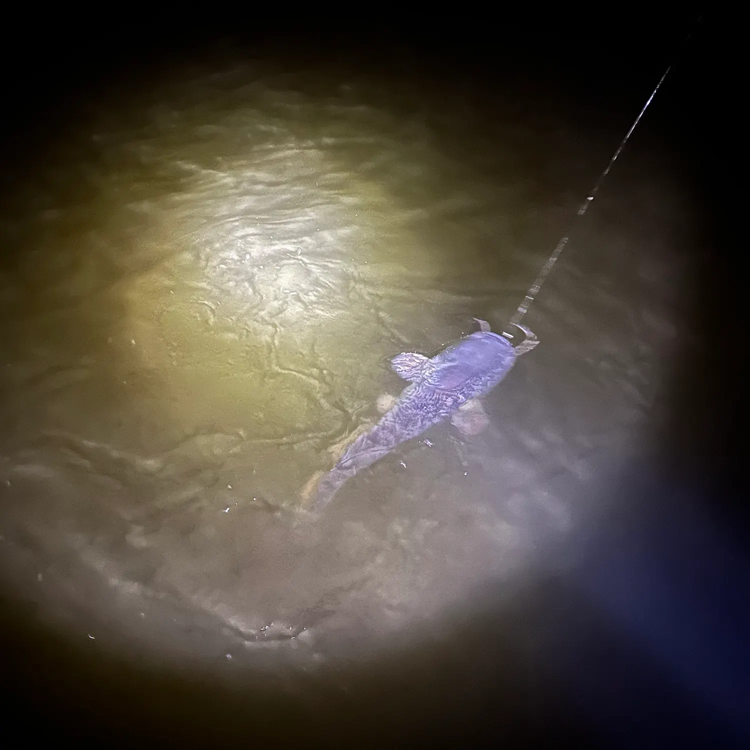 The most recent Wels catfish catches on Fishbrain