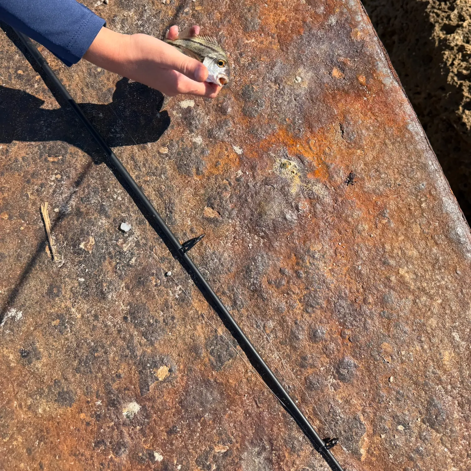 The most recent Caesar grunt catches on Fishbrain