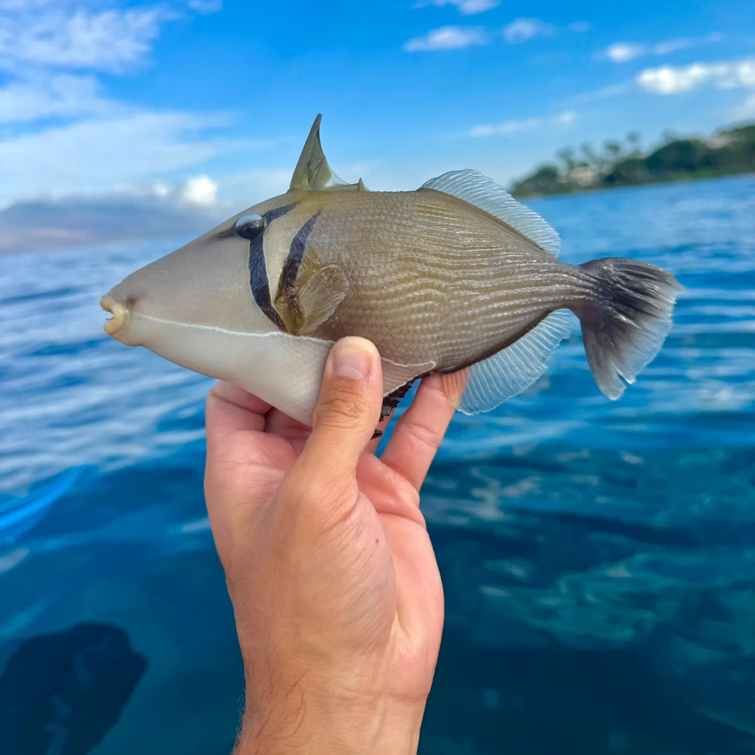 The most recent Picasso triggerfish catches on Fishbrain