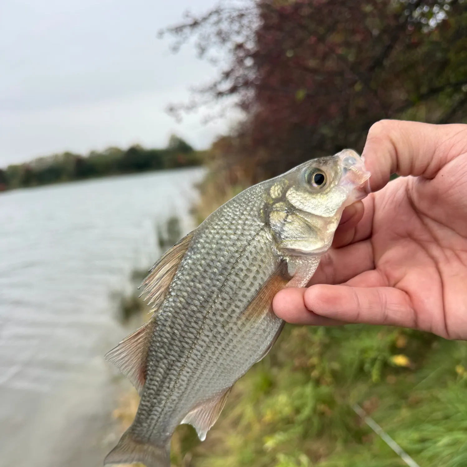 White perch caught on Fishbrain