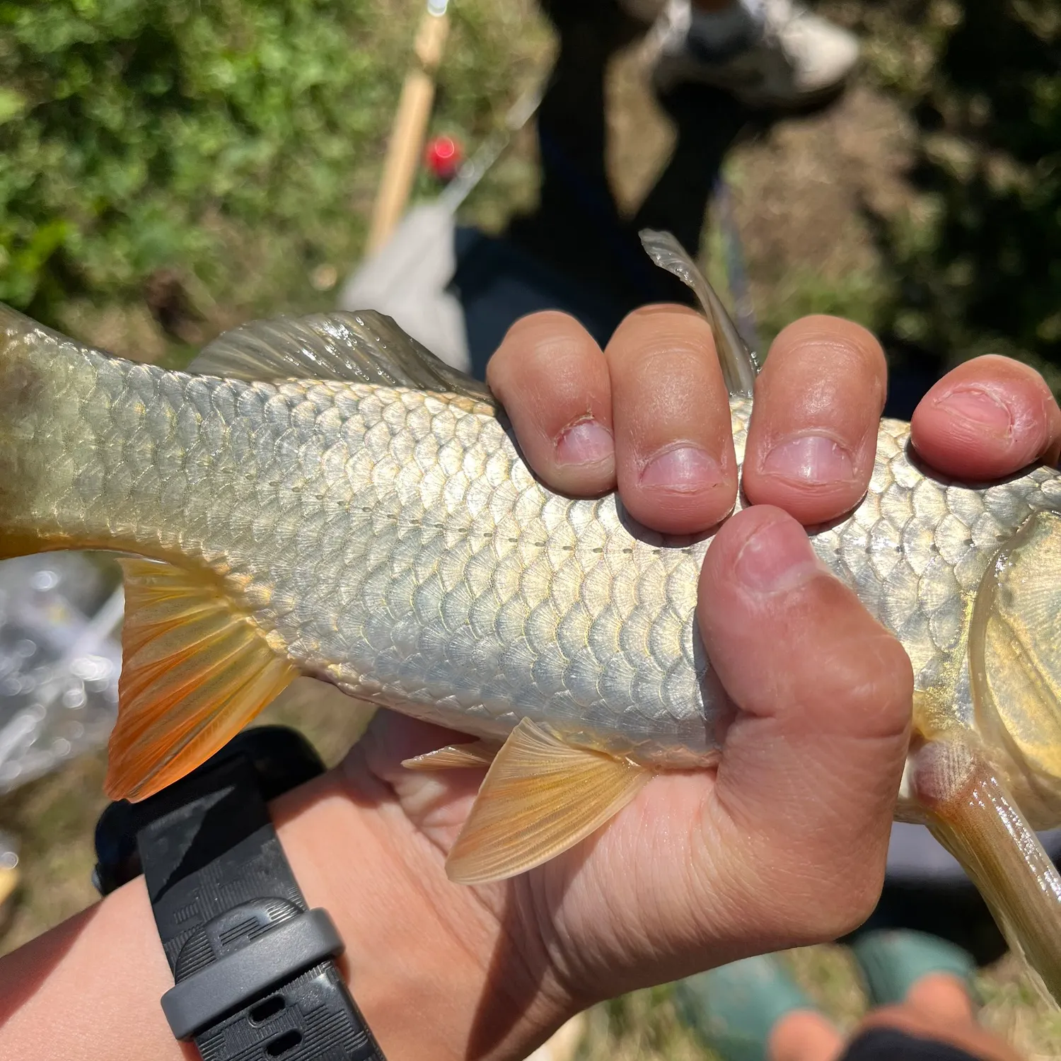 Common carp caught on Fishbrain
