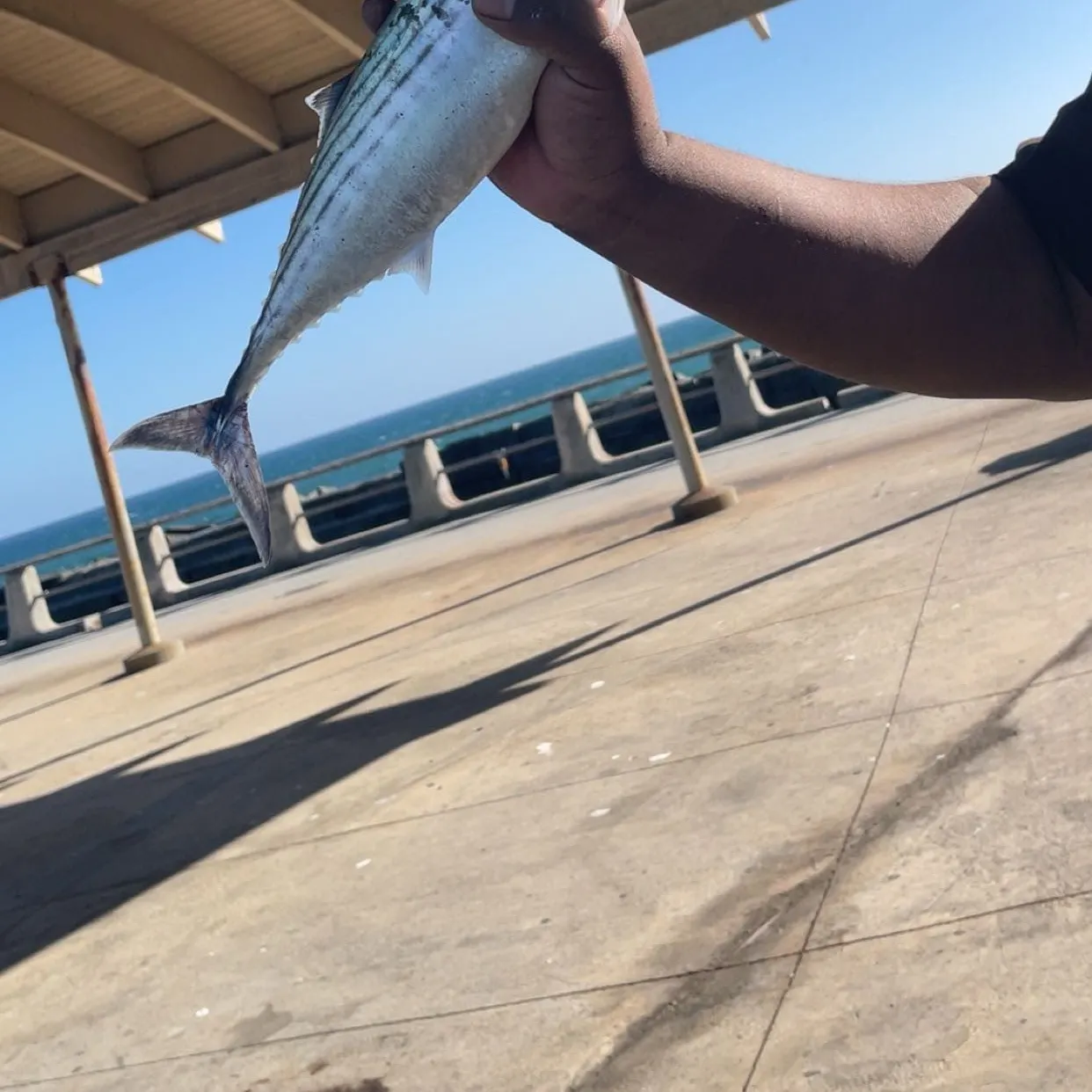 The most recent Eastern Pacific bonito catches on Fishbrain