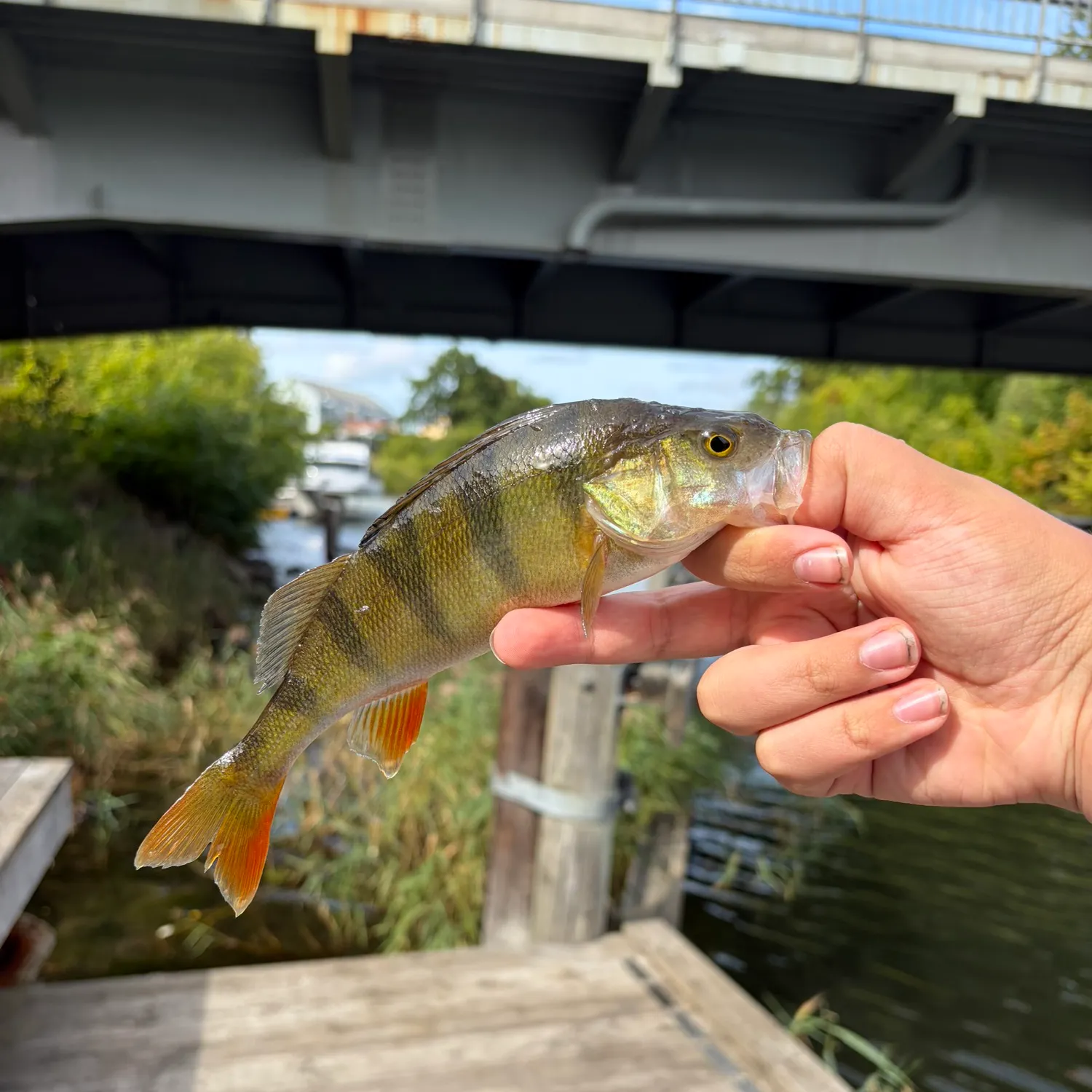 European perch caught on Fishbrain