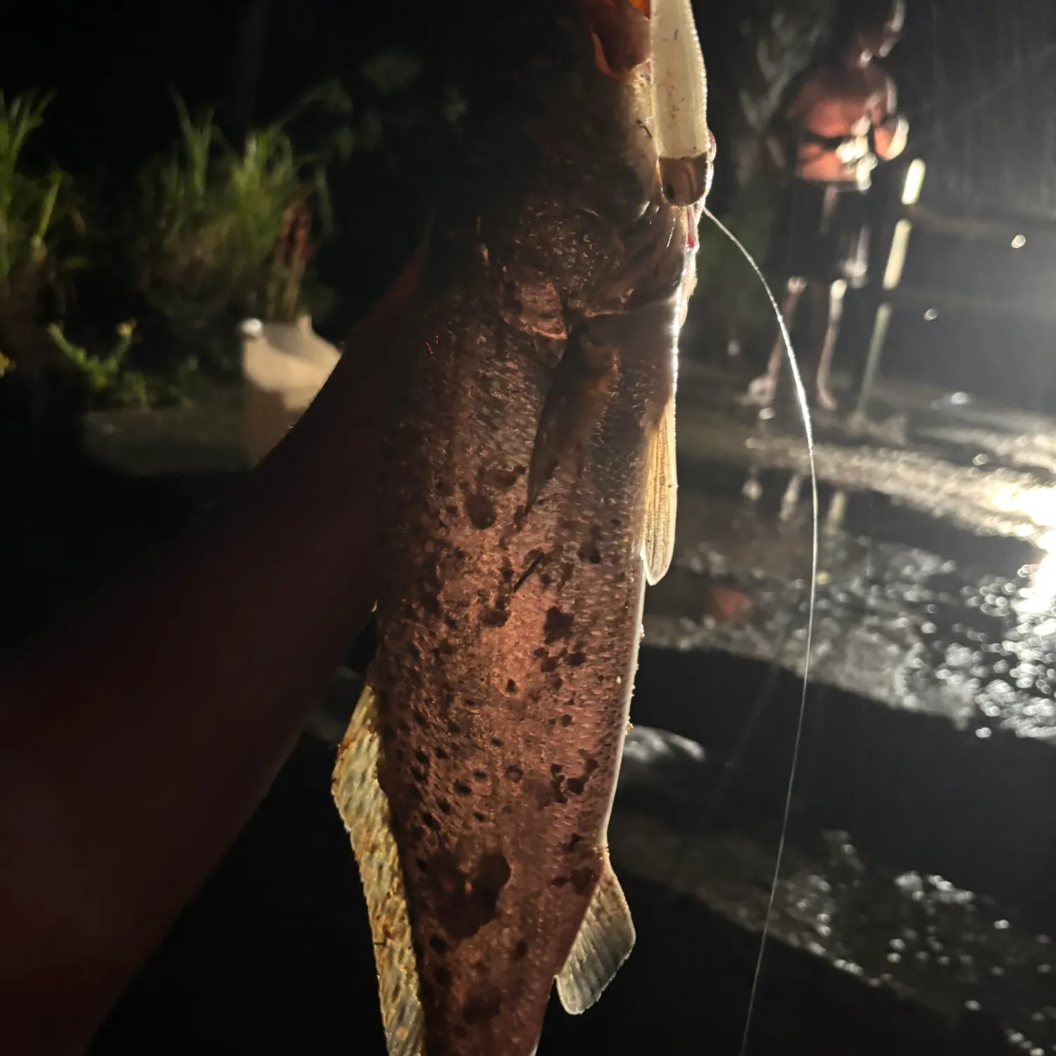 Spotted seatrout caught on Fishbrain