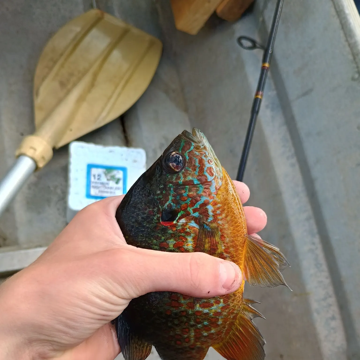 Pumpkinseed caught on Fishbrain