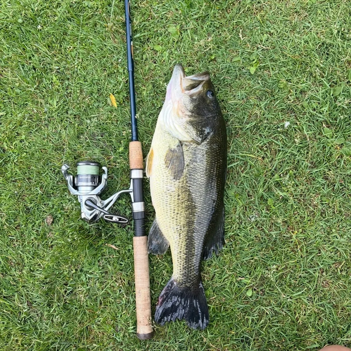 Largemouth bass caught on Fishbrain