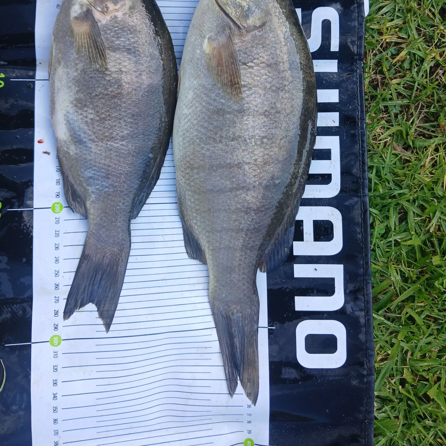 The most recent Luderick catches on Fishbrain