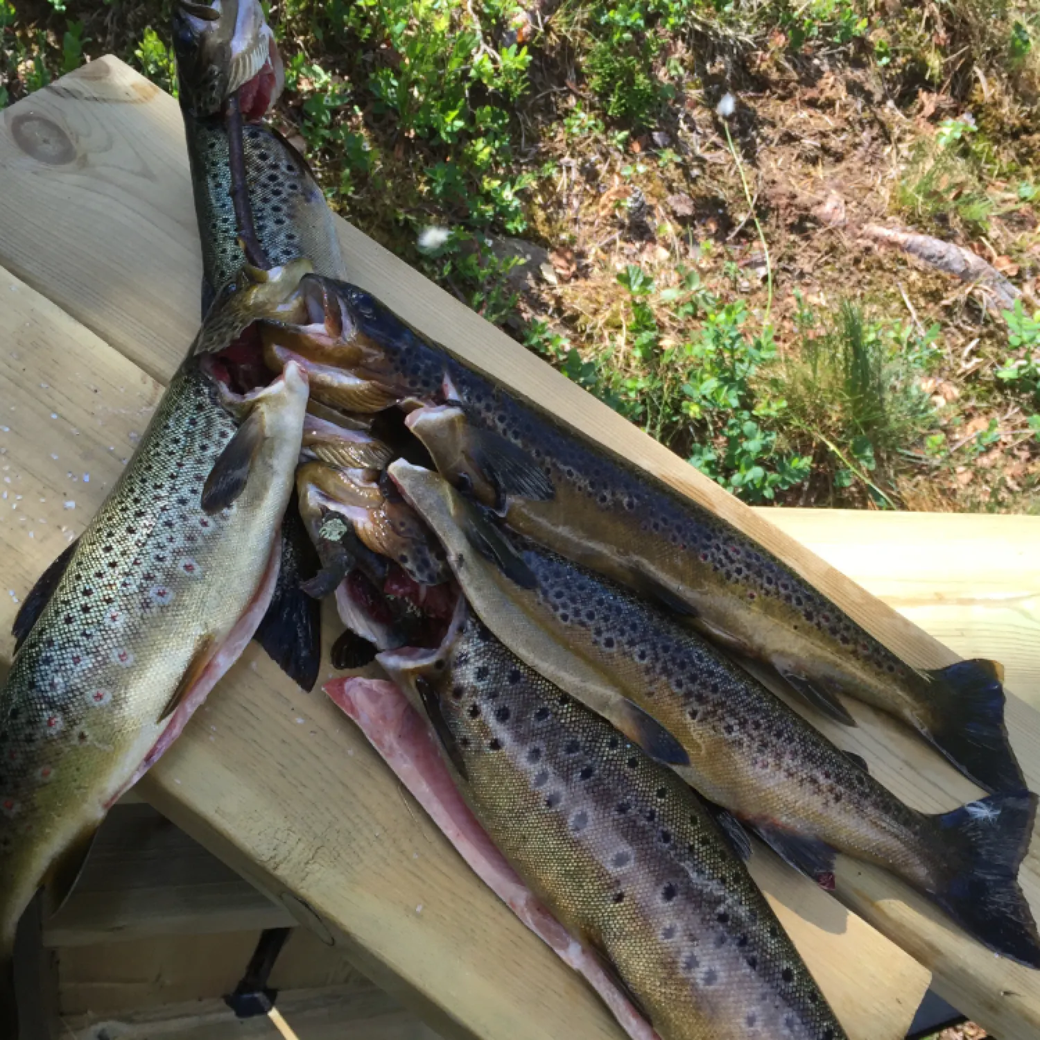recently logged catches