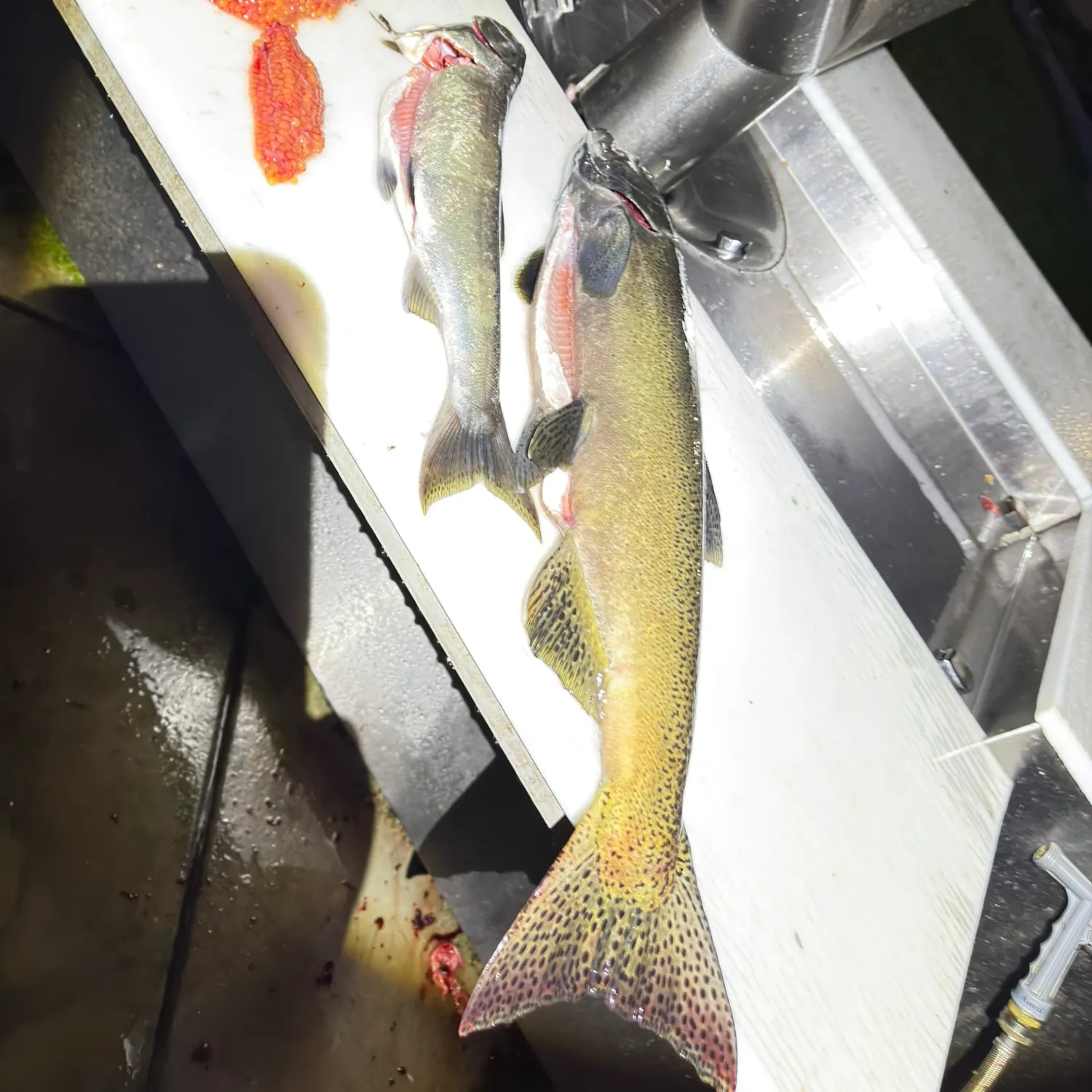 Chinook salmon caught on Fishbrain