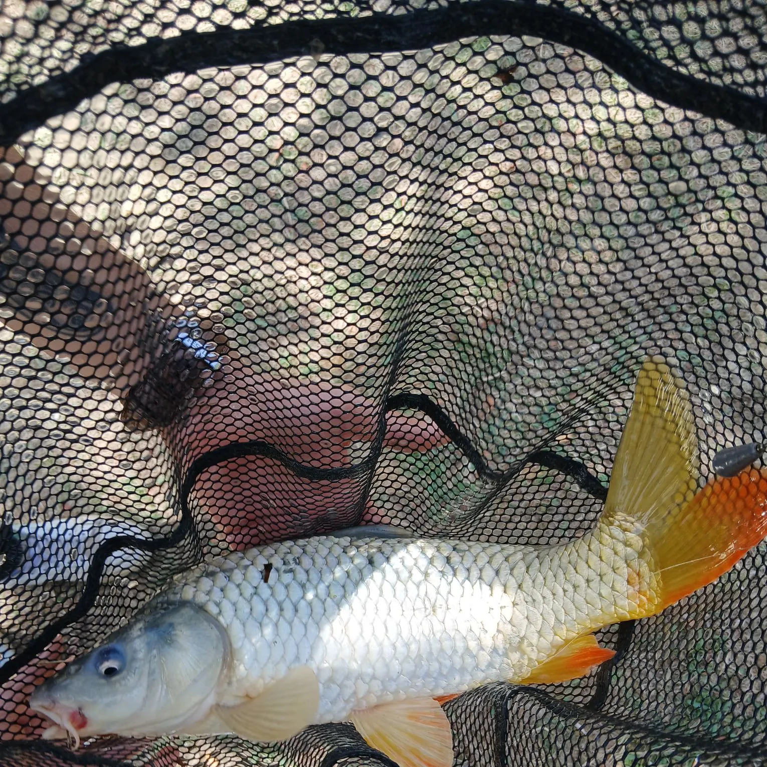 Common carp caught on Fishbrain