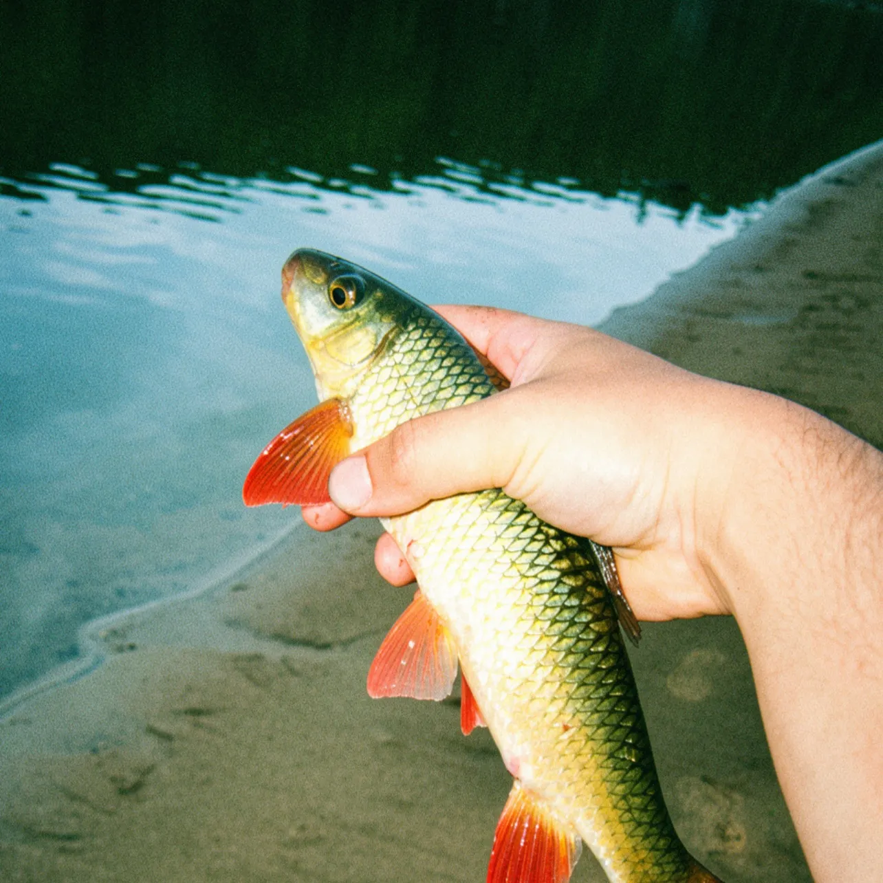 The most recent Pealip redhorse catches on Fishbrain