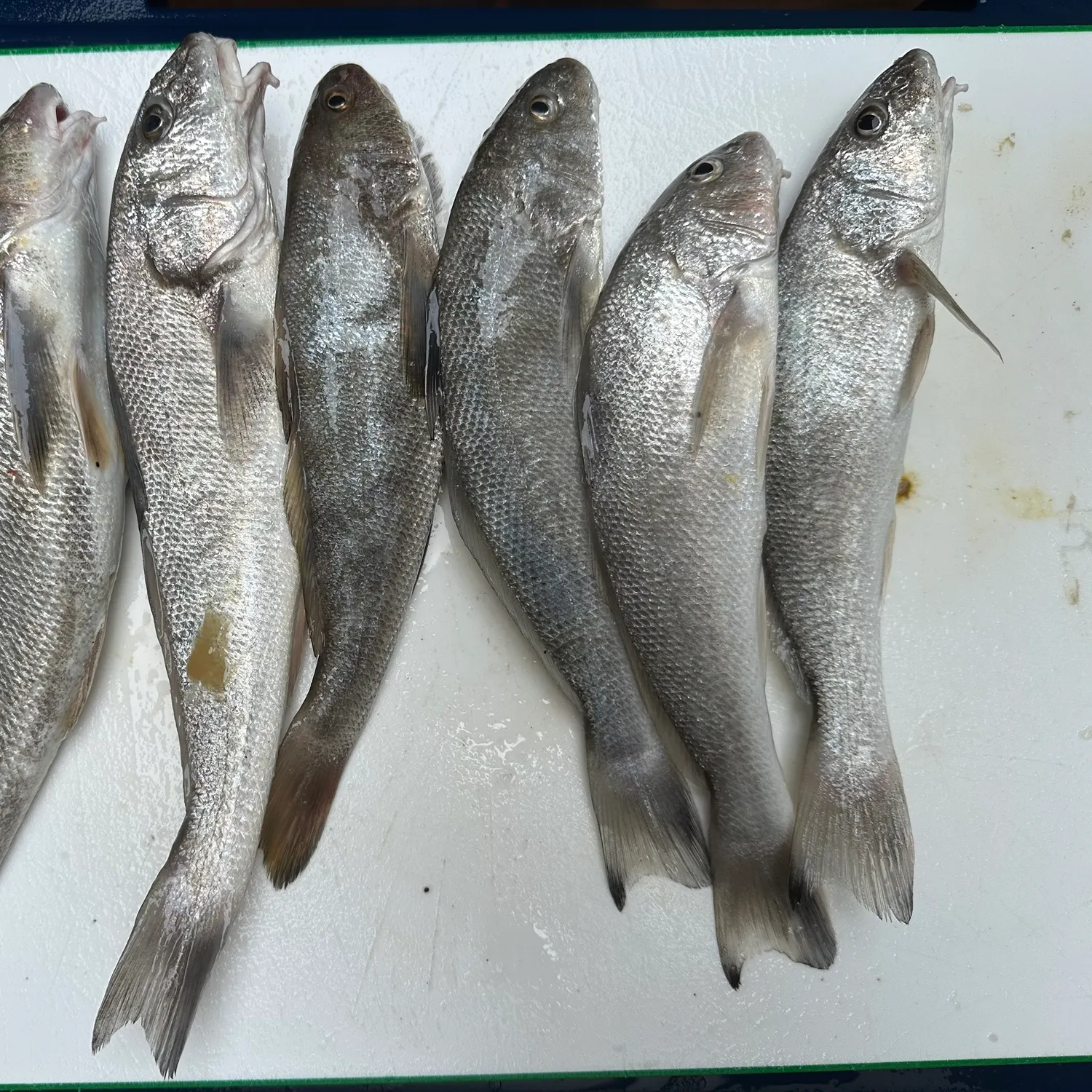 Gulf kingcroaker caught on Fishbrain