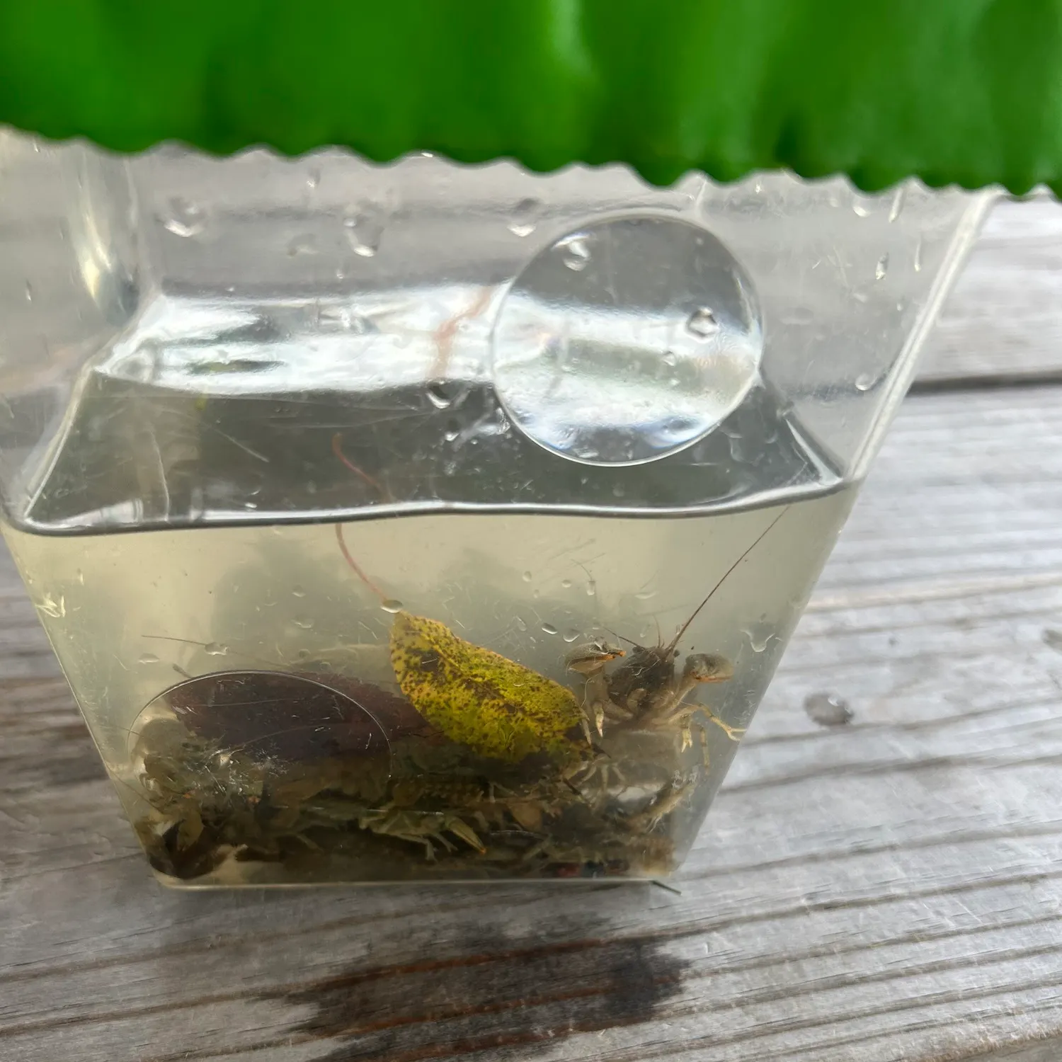 Northern clearwater crayfish caught on Fishbrain