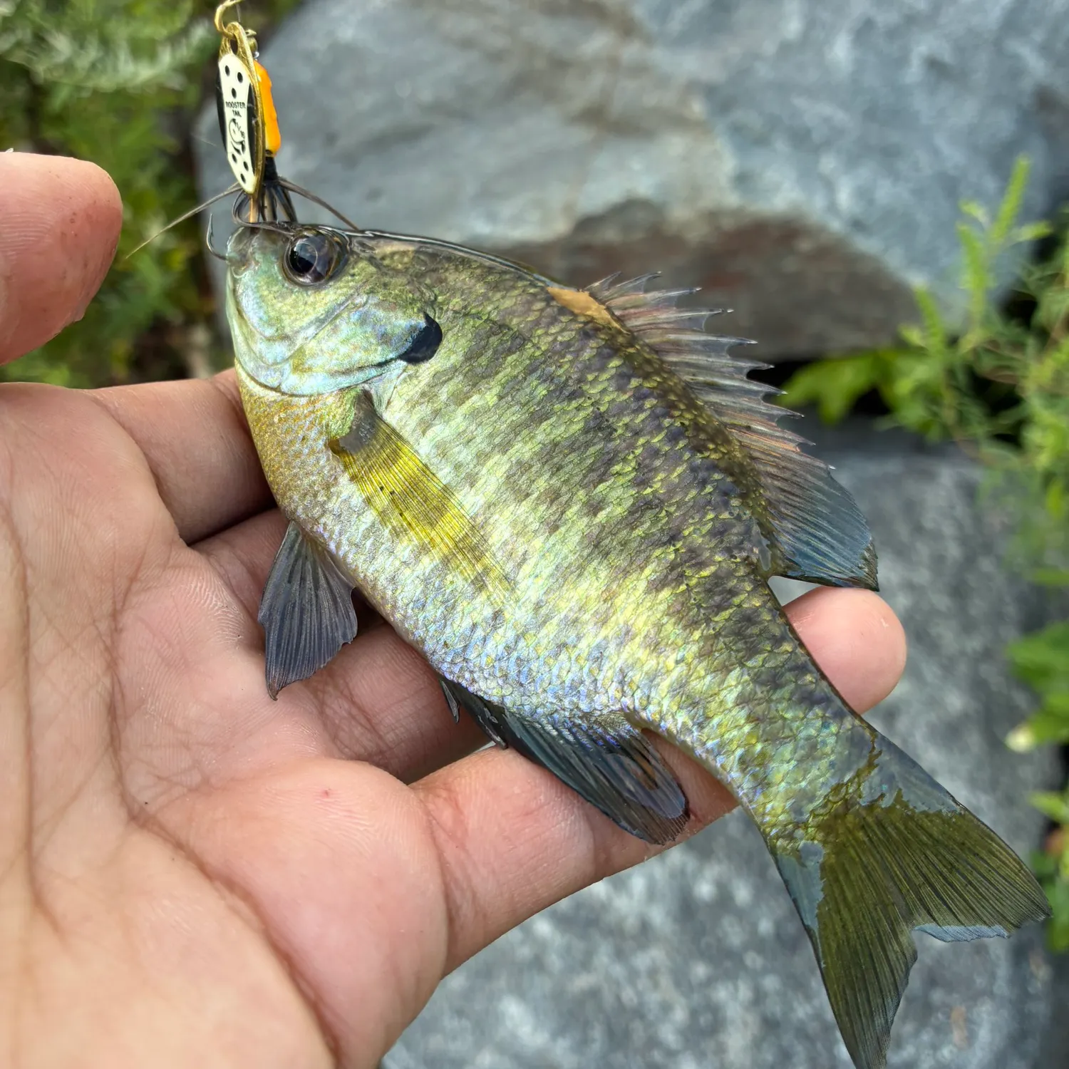 Bluegill caught on Fishbrain