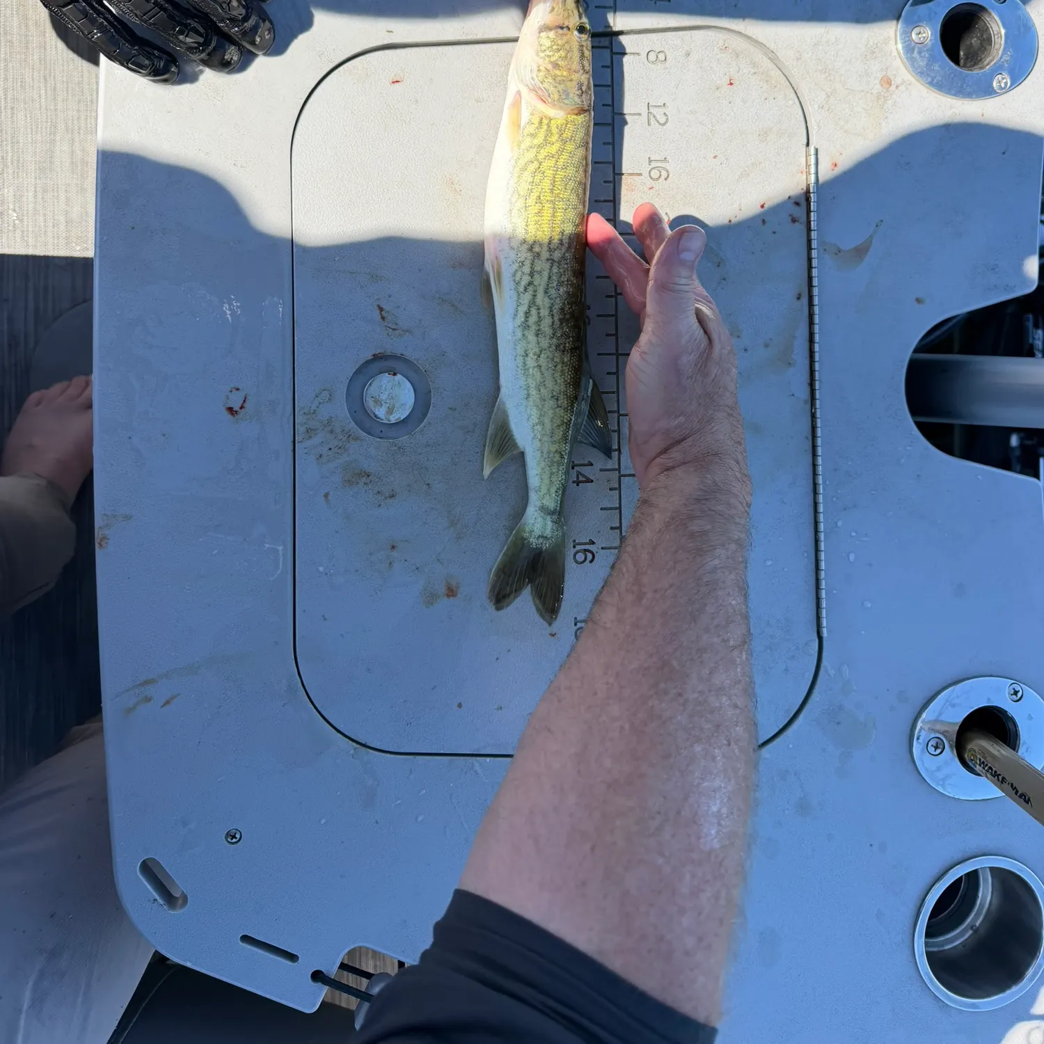 Chain pickerel caught on Fishbrain