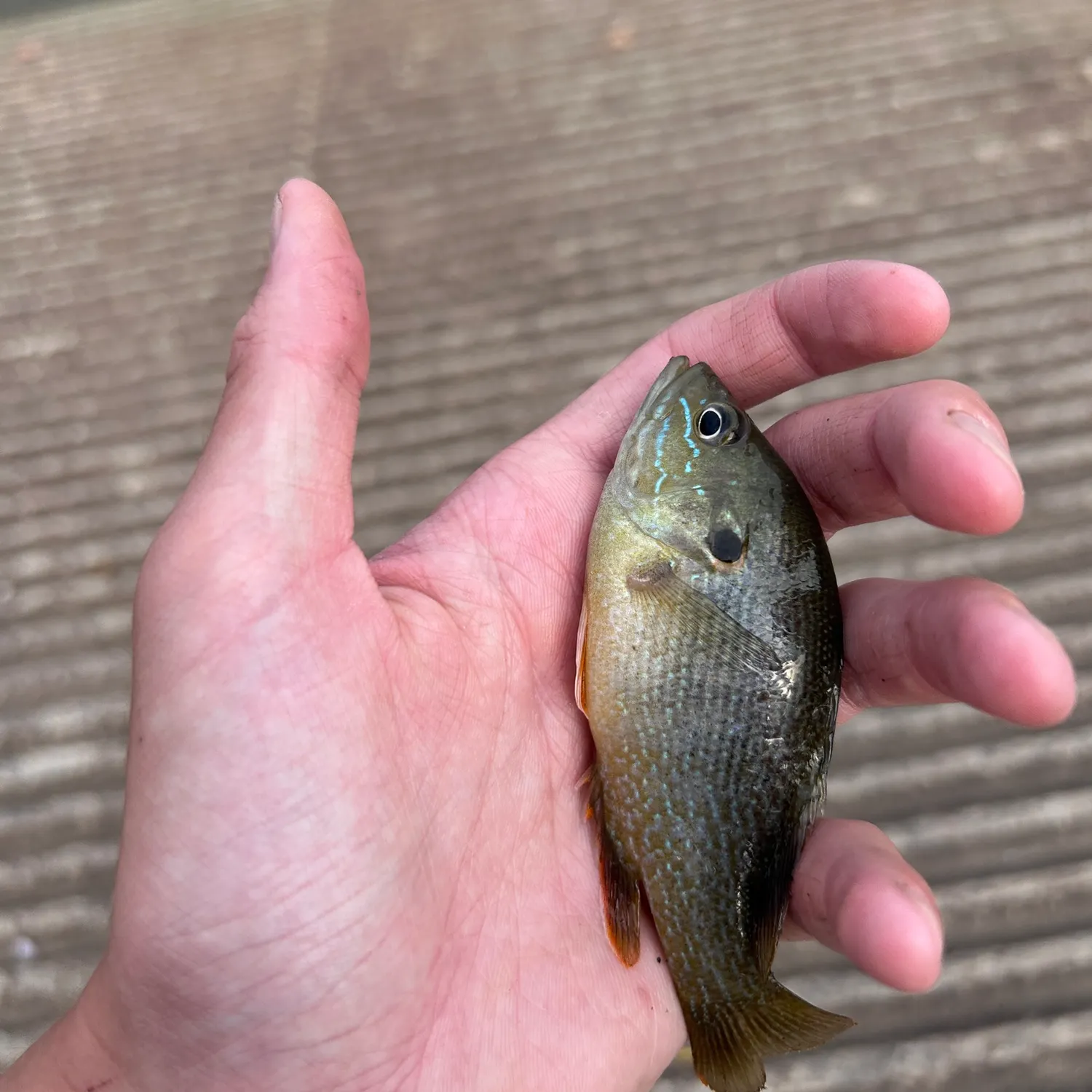 Green sunfish caught on Fishbrain