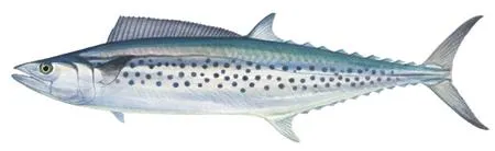 Australian spotted mackerel