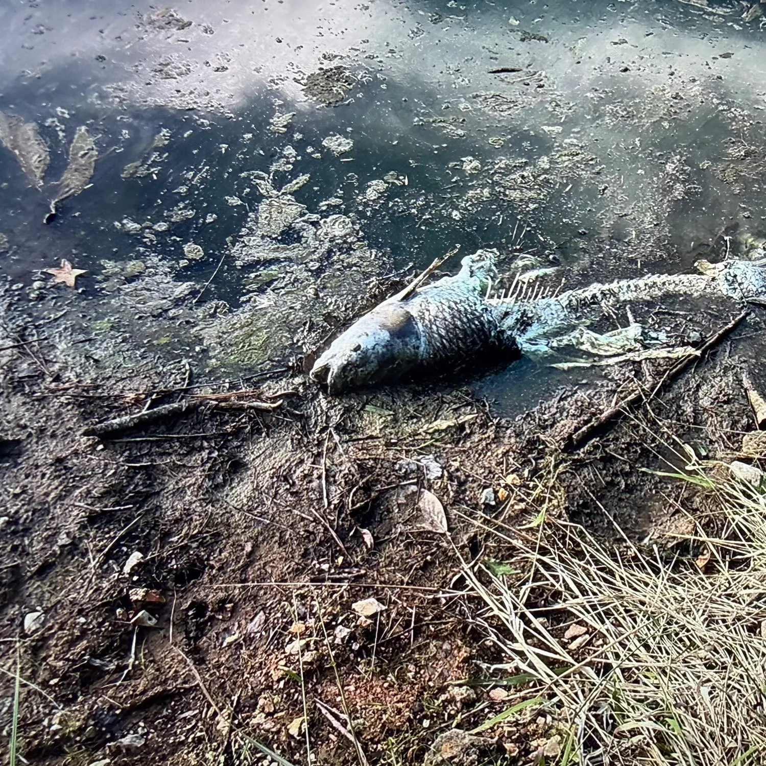 Grass carp caught on Fishbrain