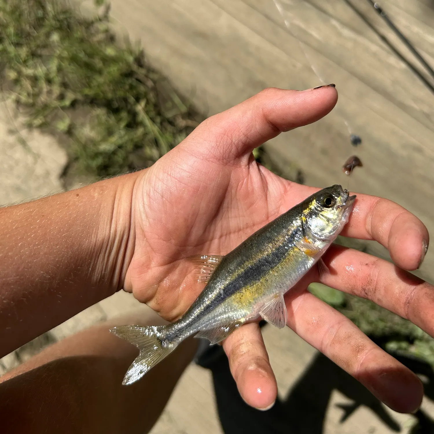 The most recent Redside shiner catches on Fishbrain