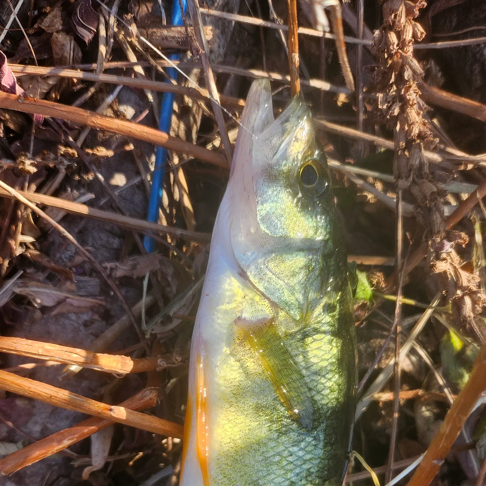 Yellow perch caught on Fishbrain