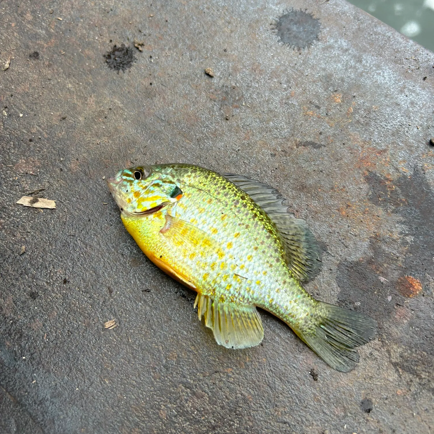 Pumpkinseed caught on Fishbrain