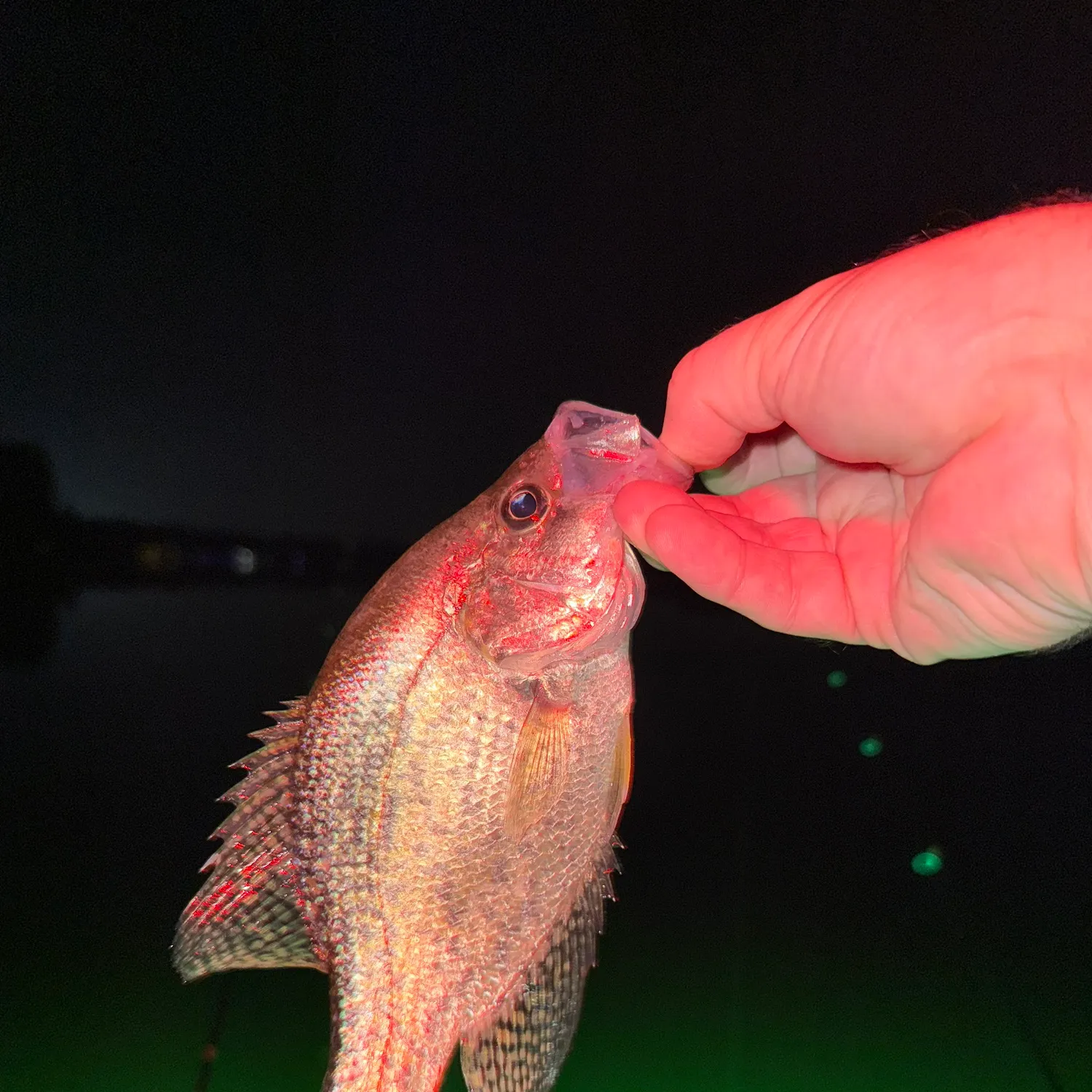 Black crappie caught on Fishbrain