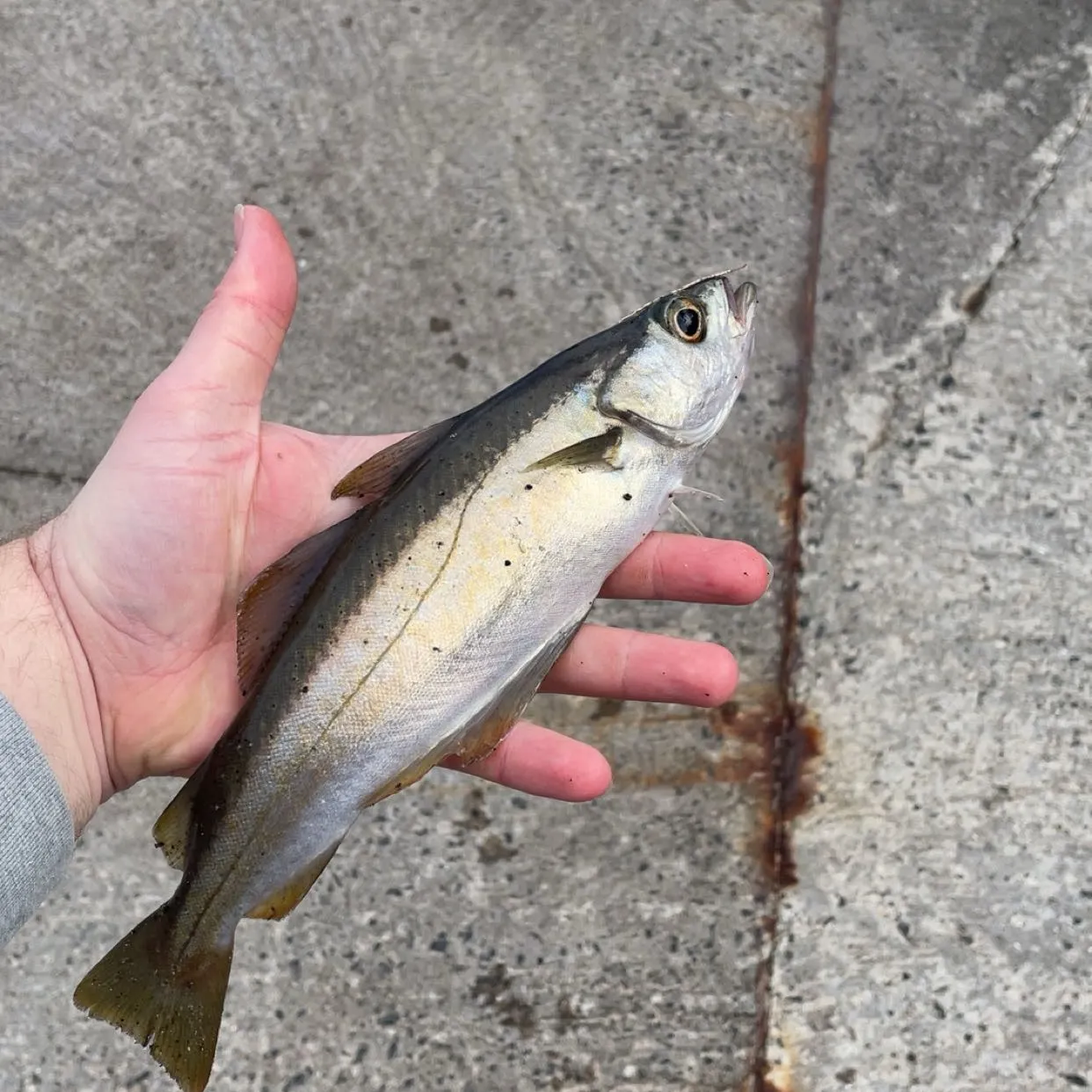 The most recent Pollack catches on Fishbrain