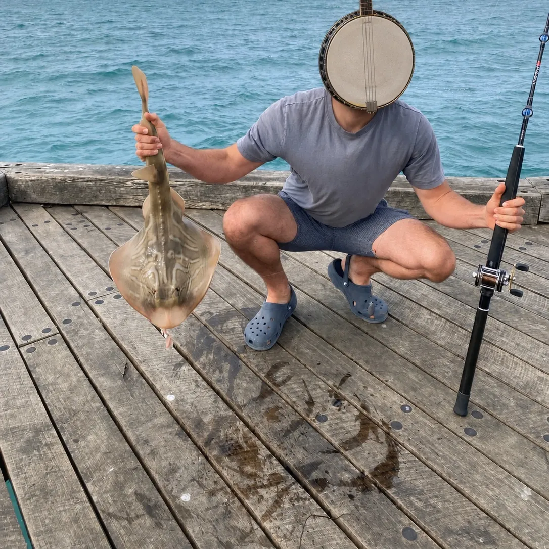 The most recent Southern fiddler catches on Fishbrain