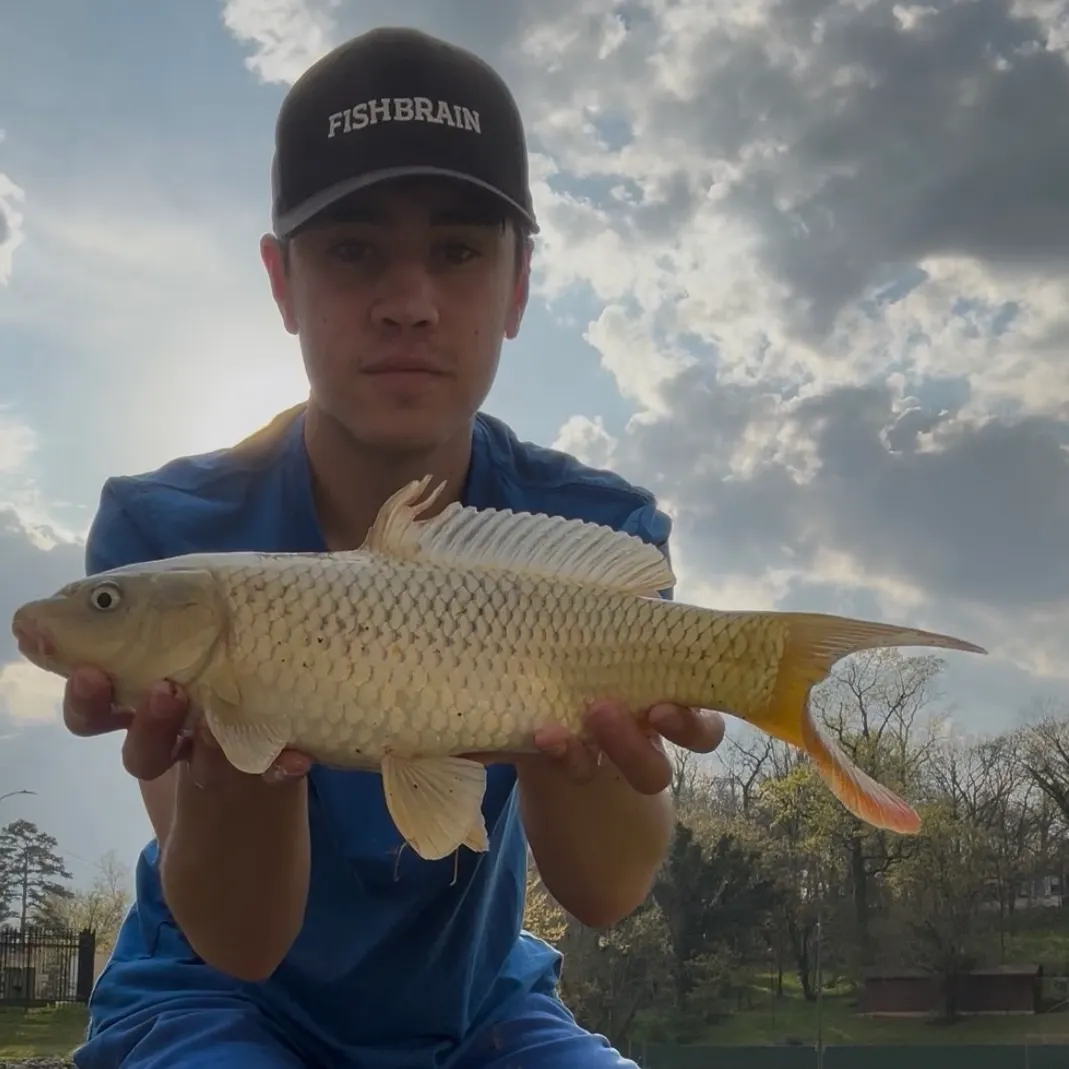 The most recent Ghost carp catches on Fishbrain