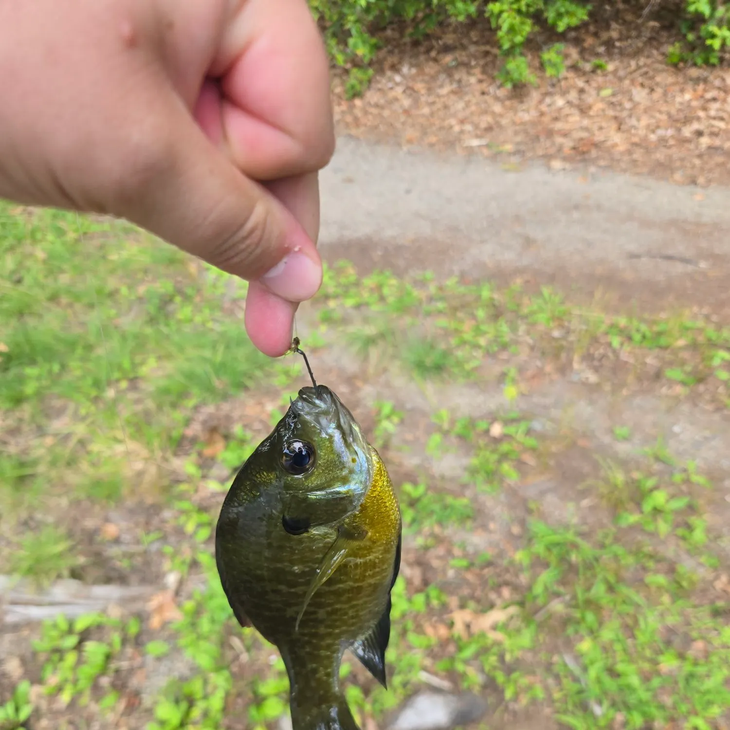 Bluegill caught on Fishbrain