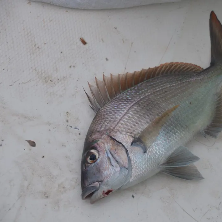 Silver porgy caught on Fishbrain