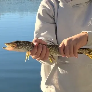 Northern pike caught on Fishbrain