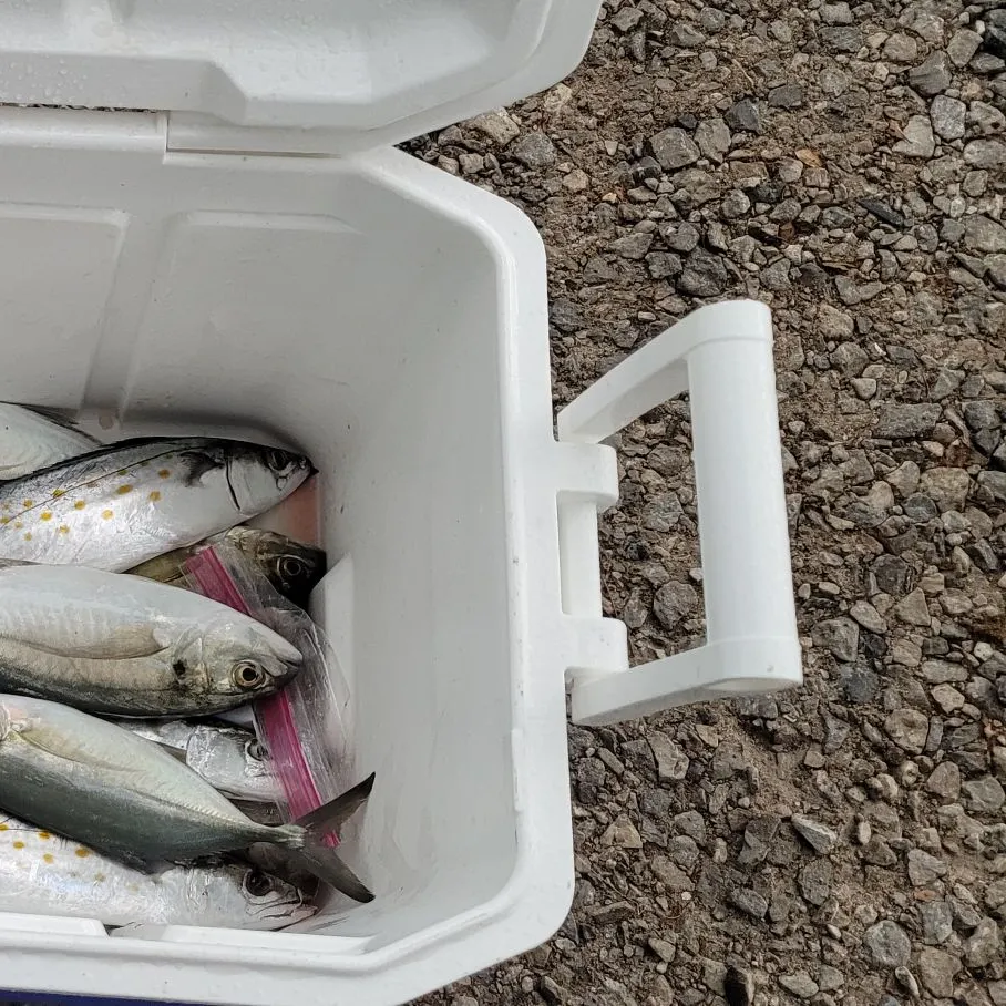 The most recent Spanish mackerel catches on Fishbrain