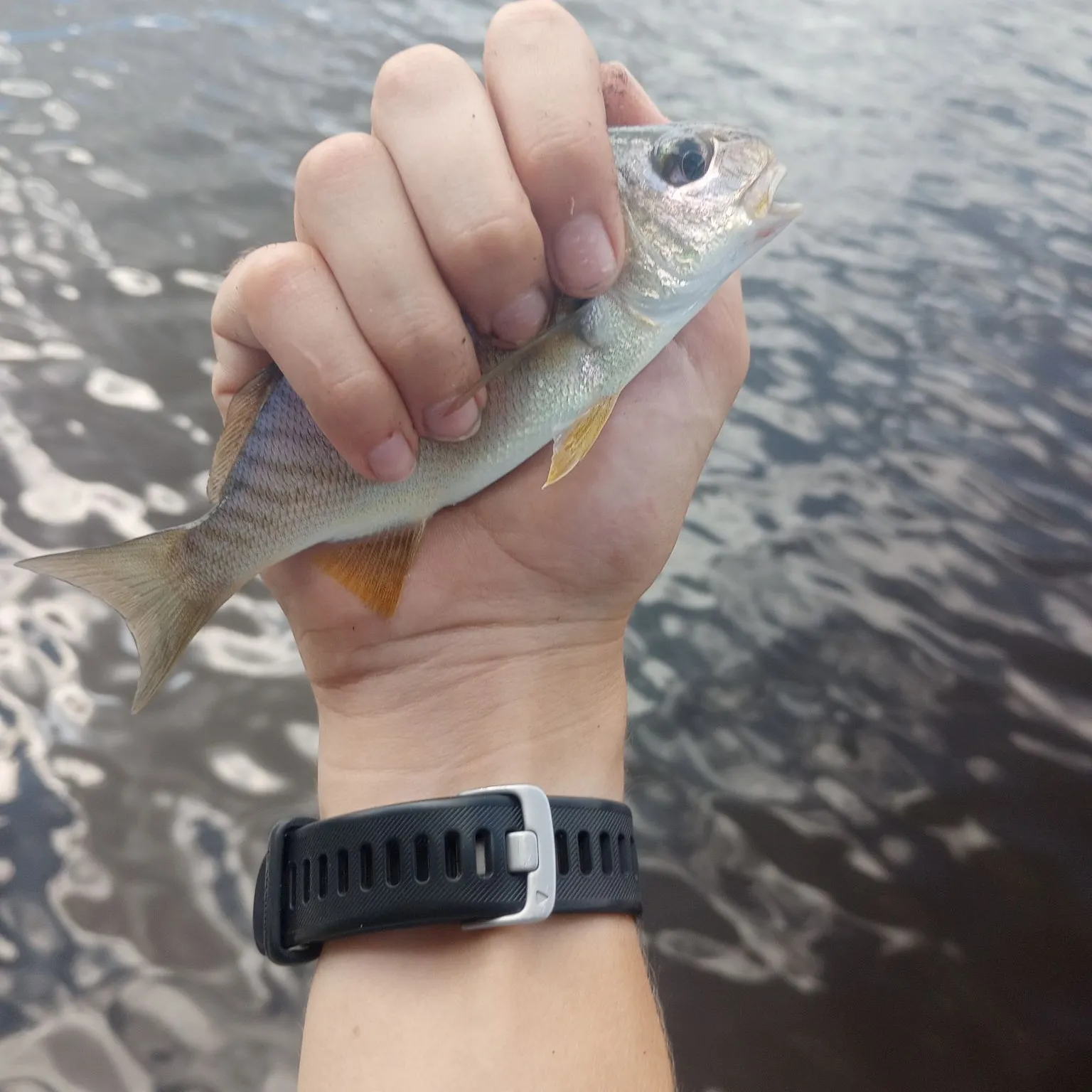 Spot croaker caught on Fishbrain