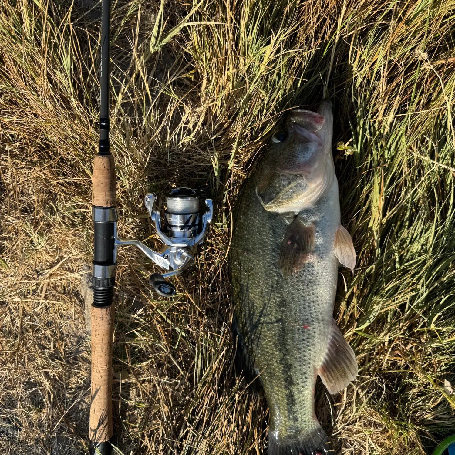 Largemouth bass caught on Fishbrain