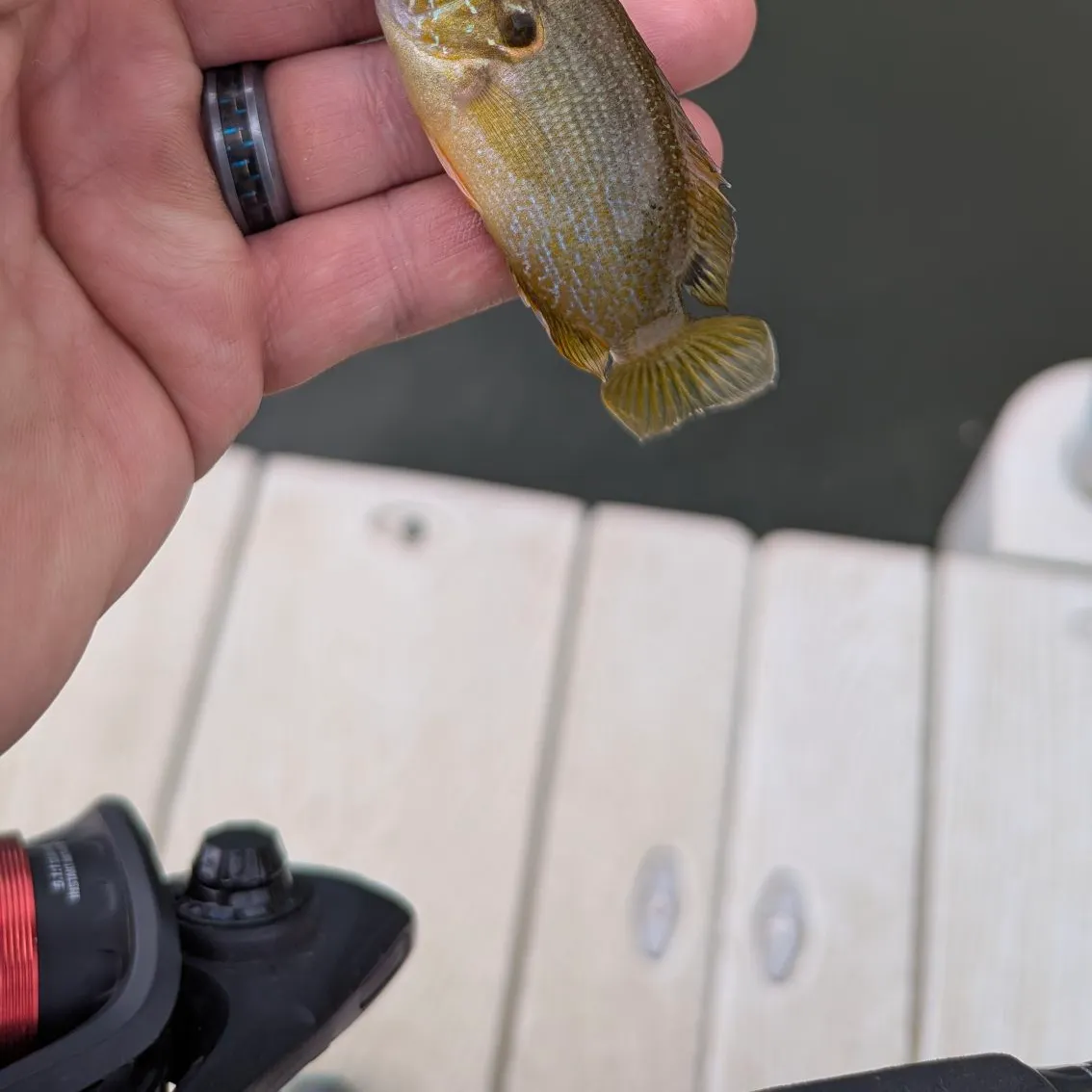 Green sunfish caught on Fishbrain