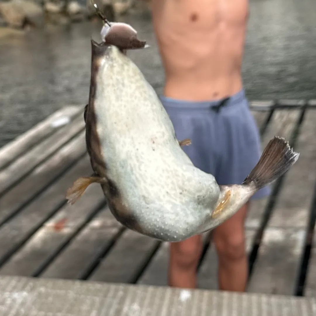 The most recent Oceanic puffer catches on Fishbrain