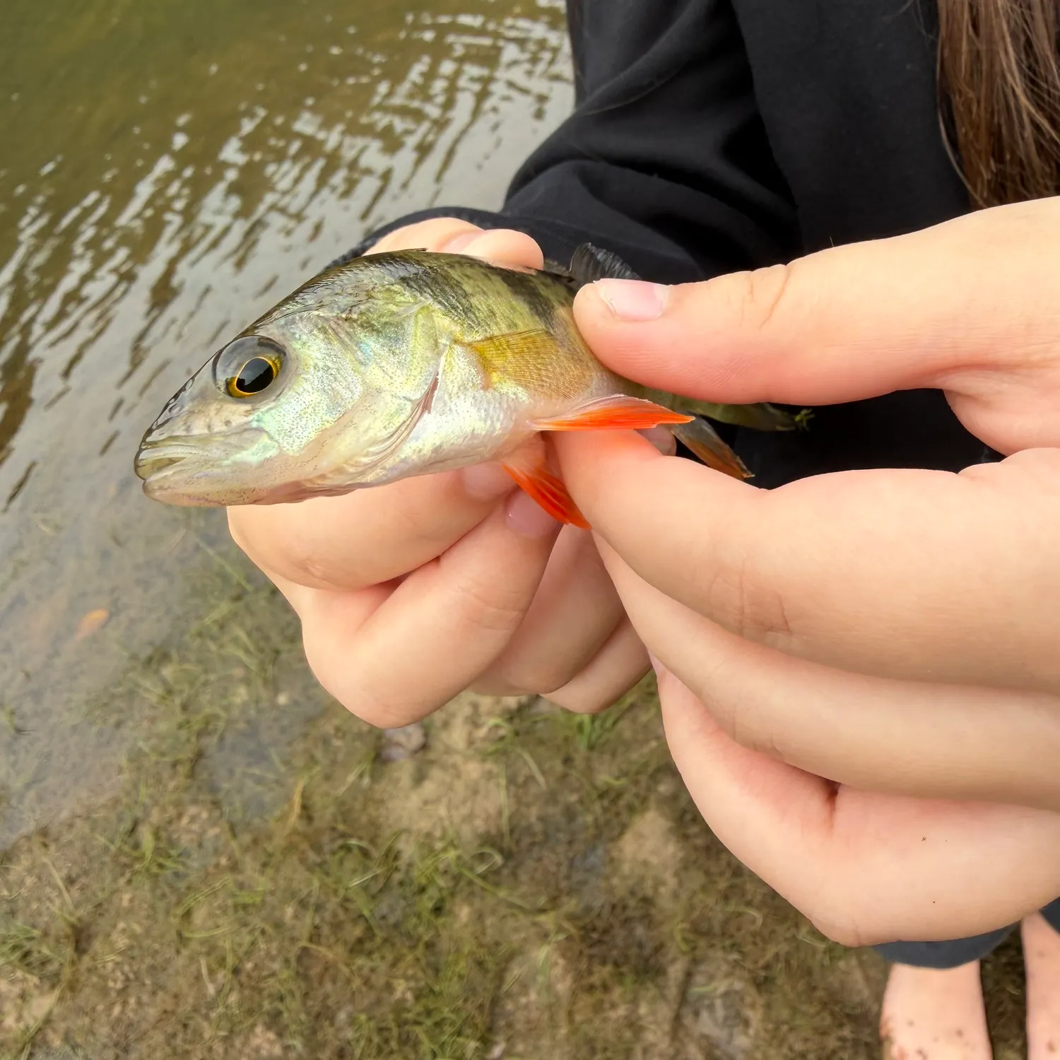 Yellow perch caught on Fishbrain