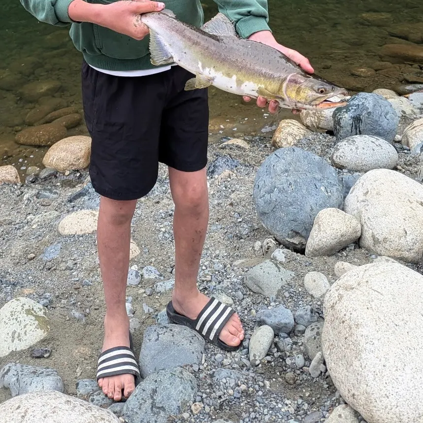 Pink salmon caught on Fishbrain